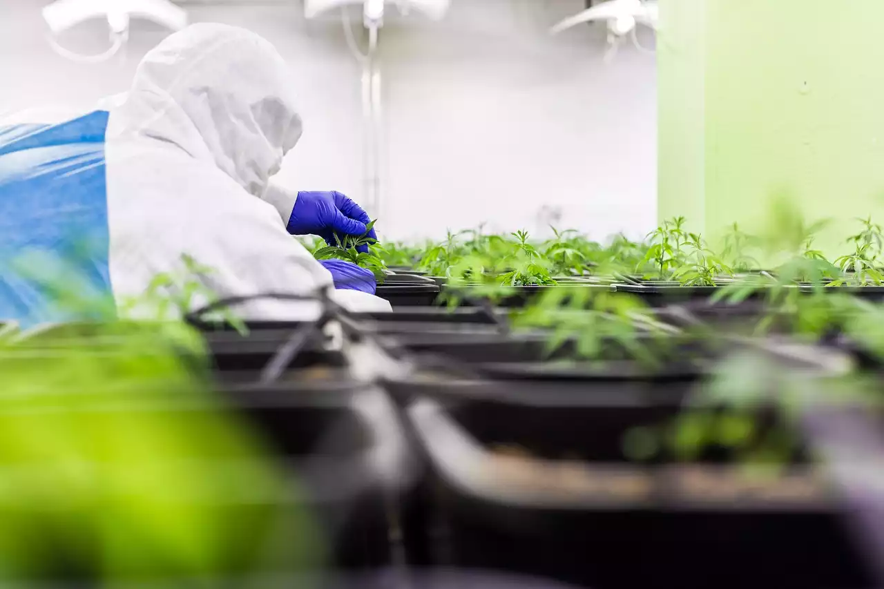 Understanding the Therapeutic Potential of Tetrahydrocannabinol (THC)